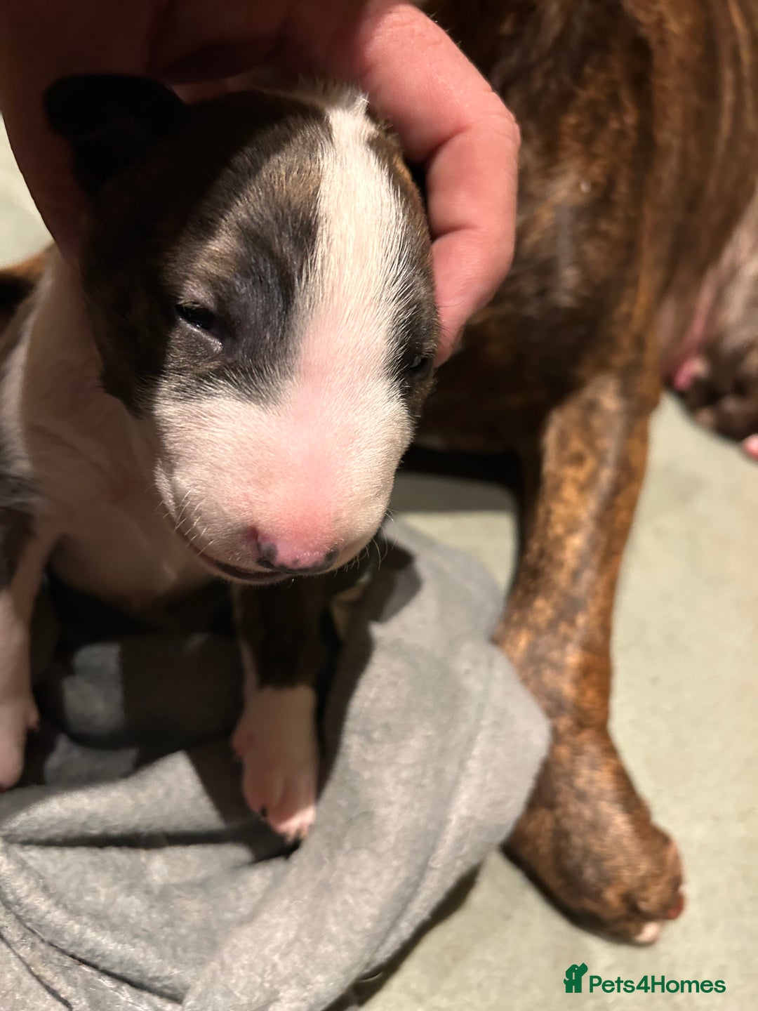 Bull Terrier dogs for sale: Lovely big boned bull terrier  - Advert 8