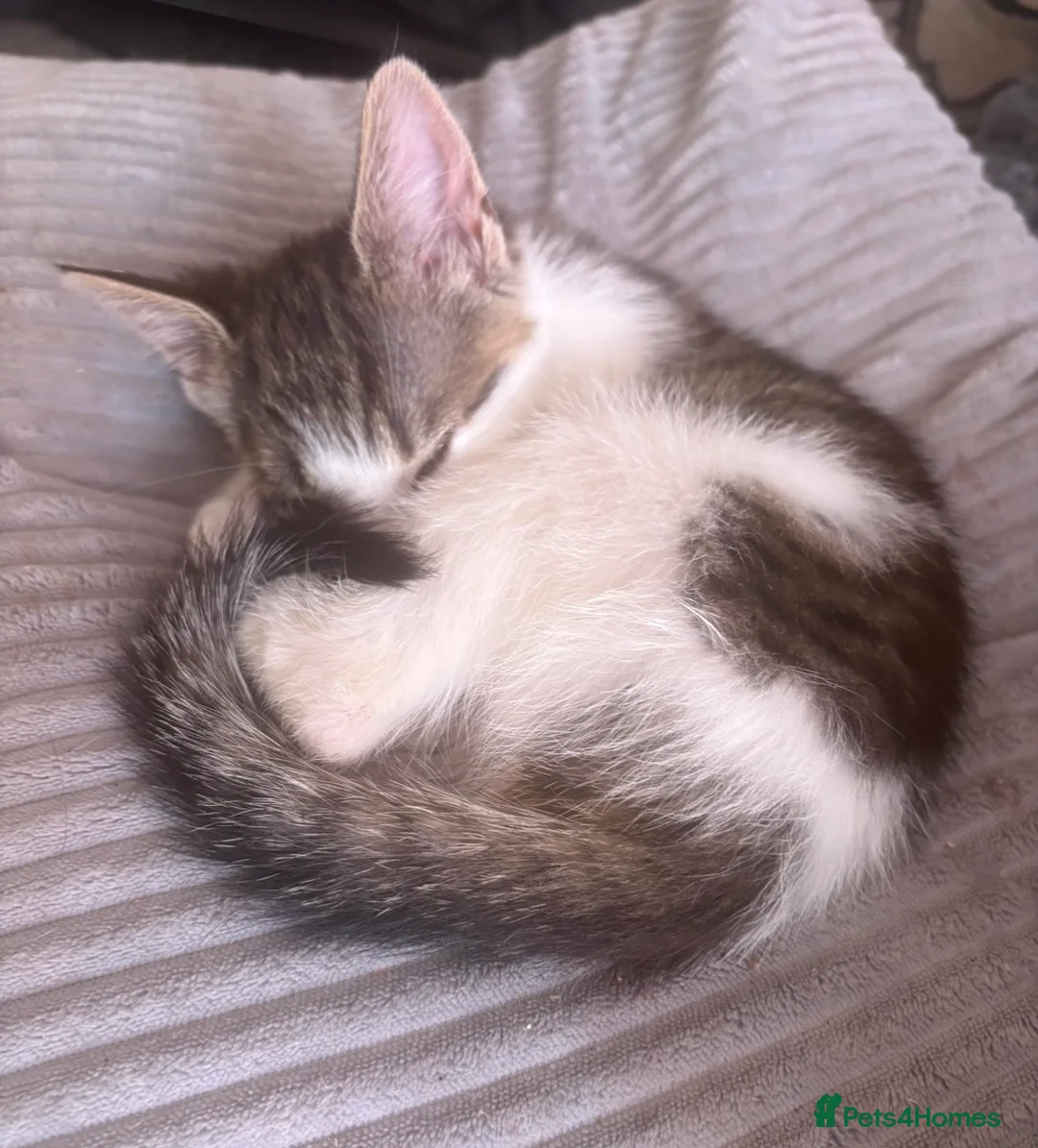 British Shorthair cats for sale: Beautiful Tabby Kittens for sale in Cullompton - Advert 10