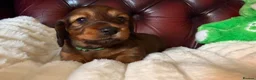 Miniature Dachshund dogs for sale: Show type mini longhair Boy from Crufts finalist  - Advert 7