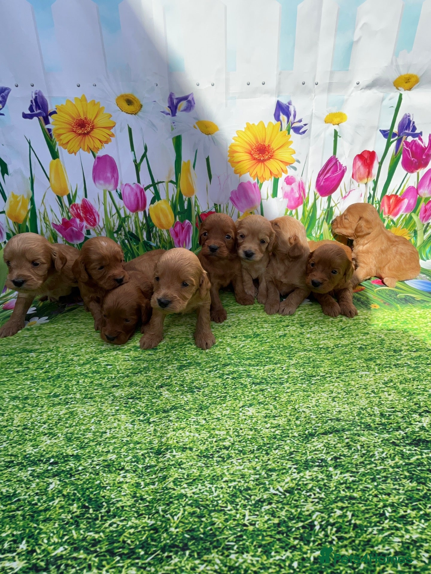 Cockapoo dogs Stunning toy cockapoo puppy’s  - Advert 2