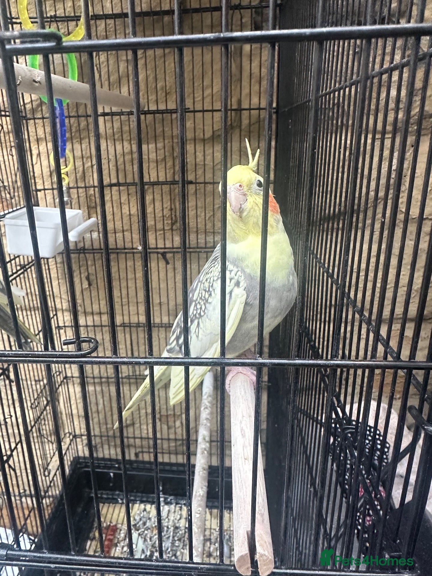 Cockatiels birds Cockatiels 1 male 1 female - Advert 2