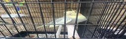 Cockatiels birds for sale: Cockatiels 1 male 1 female - Advert 1
