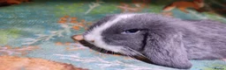 Mini Lop rabbits for sale: Baby Mini Lops - Advert 35