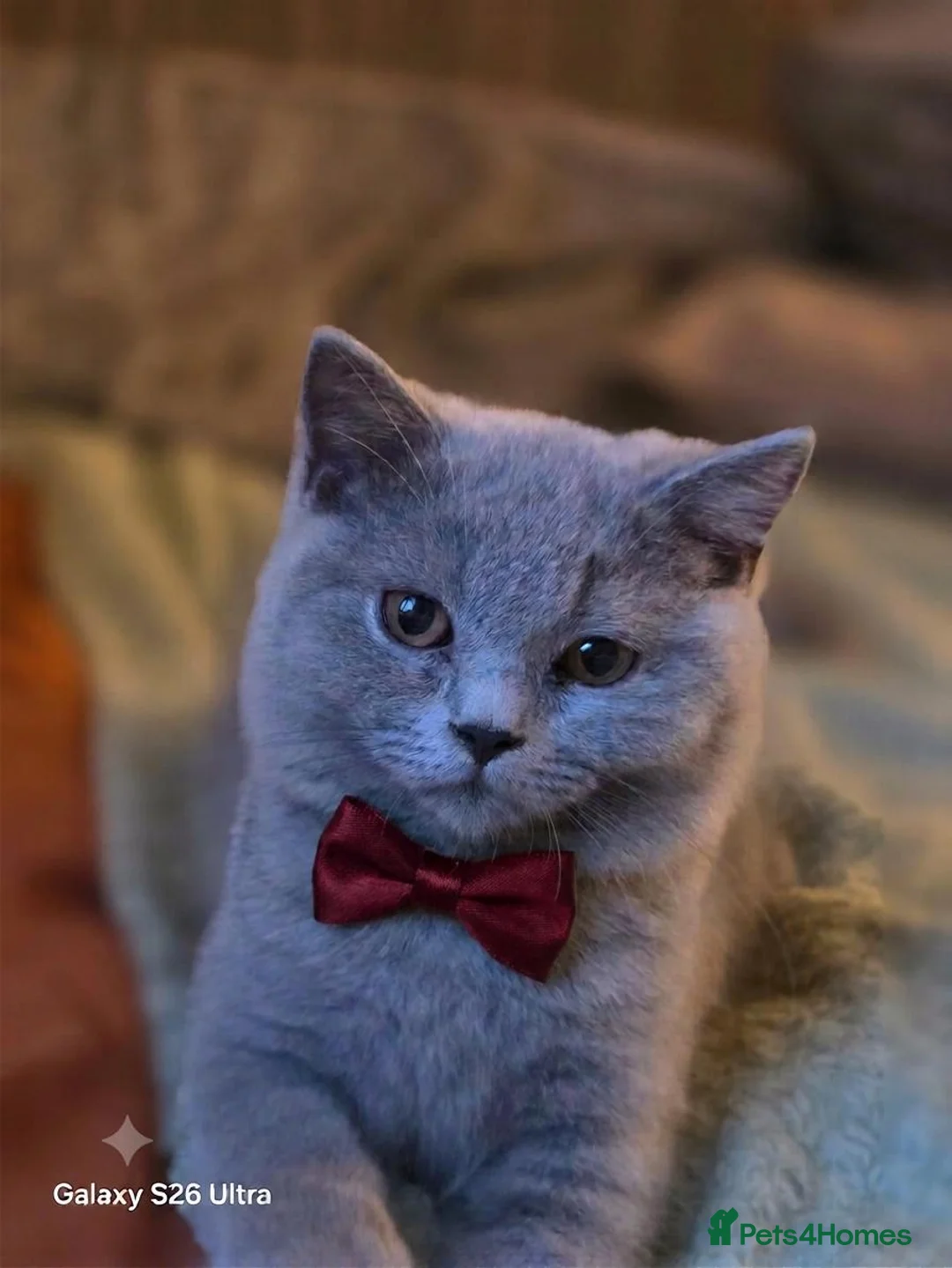 British Shorthair cats for sale: Beautiful GCCF BSH Kittens – Loving Forever Homes - Advert 1