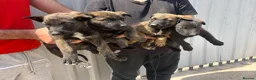 Belgian Shepherd Dog dogs for sale: Chunky WORKING LINE BELGIAN MALINOIS PUPPYS - Advert 24