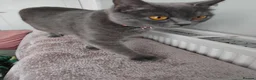 Russian Blue cats for sale: Russian blue x British Shorthair  - Advert 11