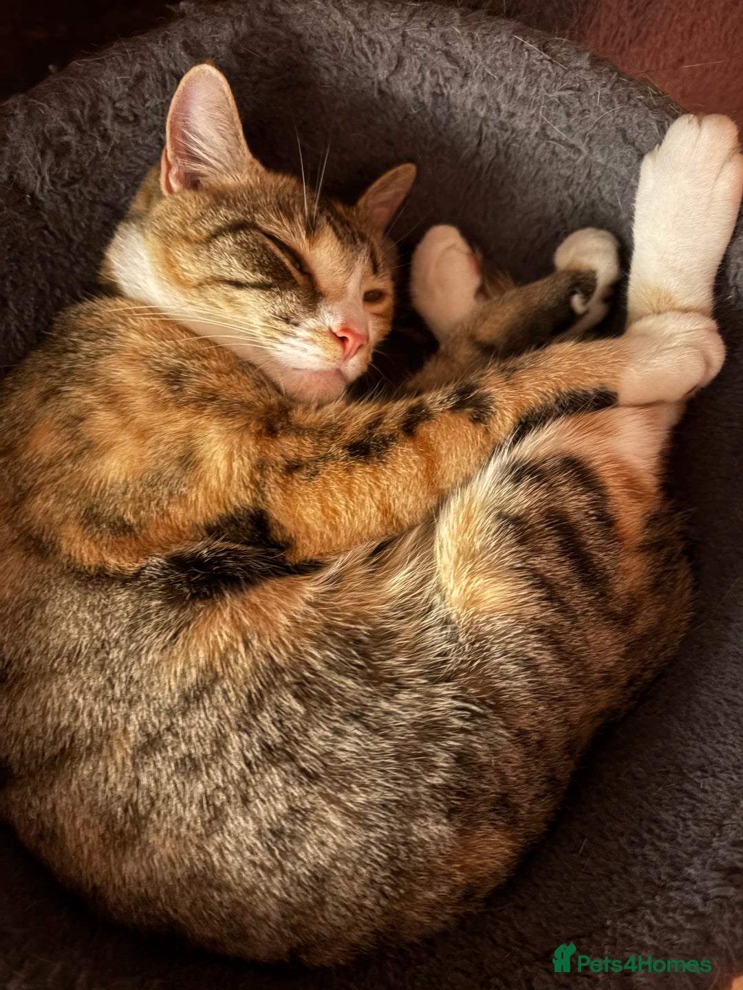 Mixed Breed cats for sale: Bella & Kali - Sisters Looking for a Loving Home - Advert 8