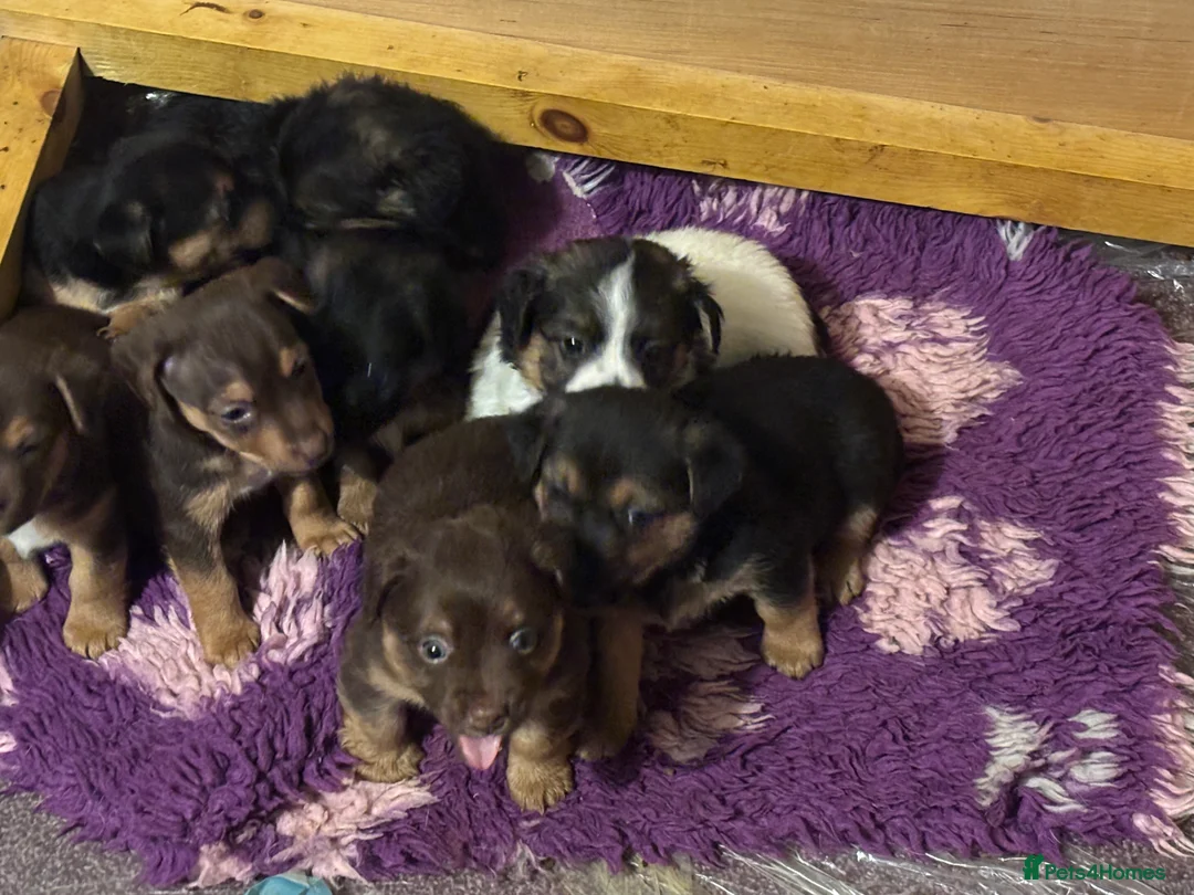 Jack Russell dogs for sale: Trad.family short legged short hair- ready!! - Advert 8