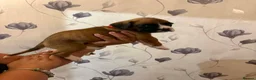 Boxer dogs for sale: Boxer puppies  - Advert 27