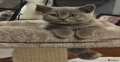 British Shorthair cats - Advert 16