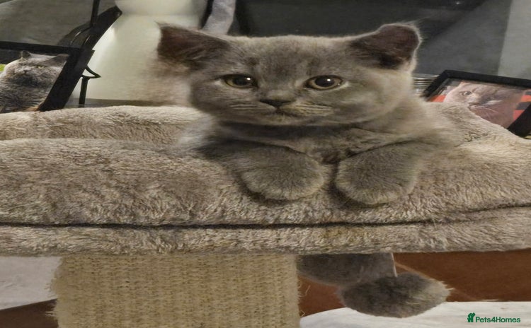 British Shorthair cats - Advert 2