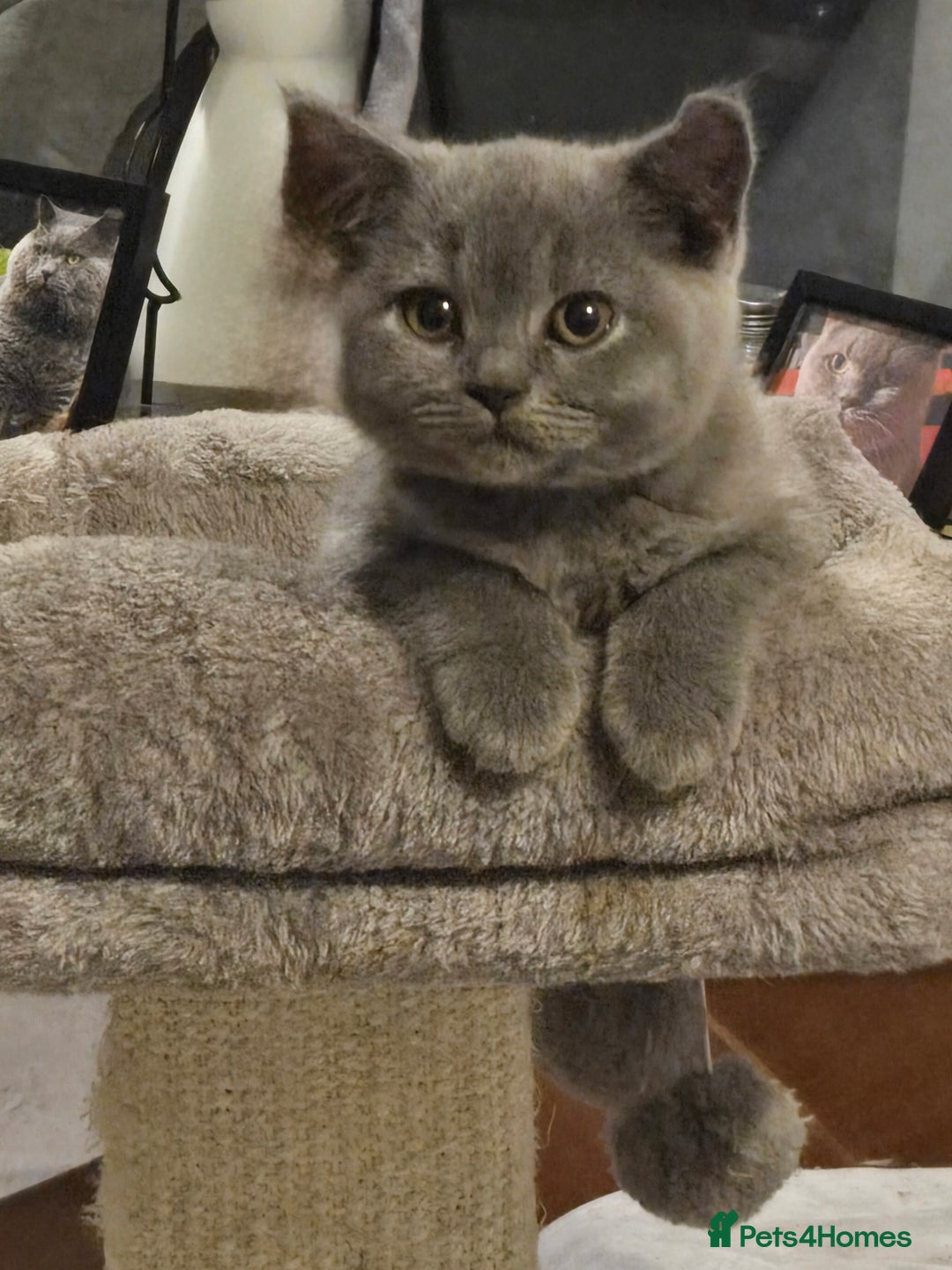 British Shorthair cats for sale: 1 FEMALE LEFT BRITISH SHORTHAIR KITTENS  - Image 4