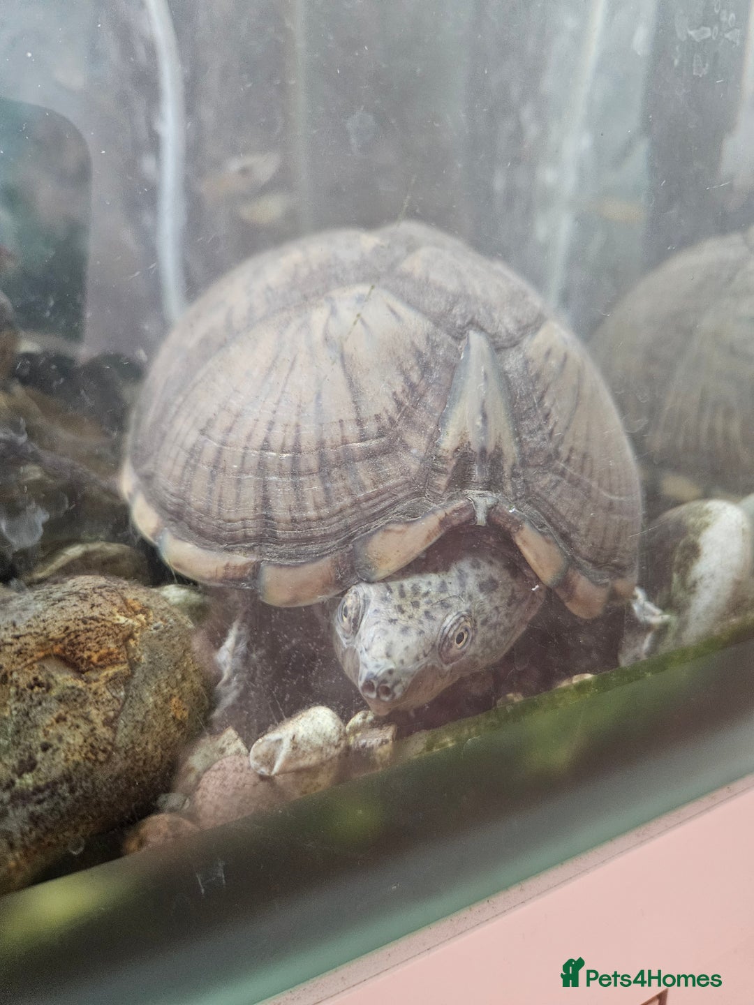 Turtle reptiles for sale: Healthy Adult Razorback Musk Turtle - Ilford - Image 3