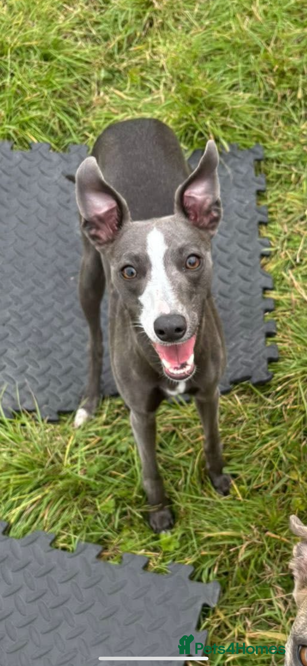 Mixed Breed dogs Whippet x Italian Greyhound Puppies  - Advert 1