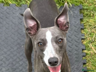 Mixed Breed dogs Whippet x Italian Greyhound Puppies - Advert 1