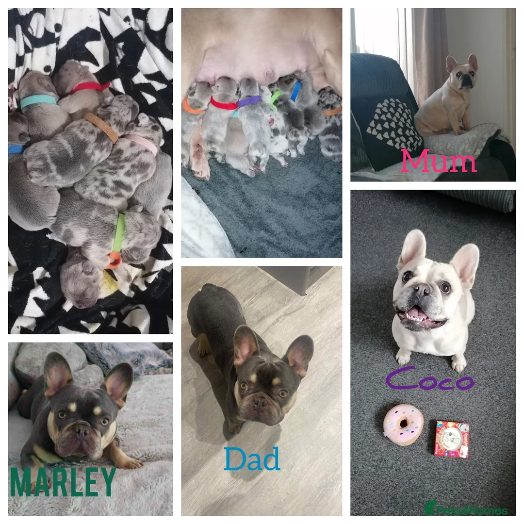 French Bulldog dogs for sale: French Bulldog puppies  - Advert 18