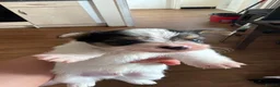 Jack Russell dogs for sale: Beautiful Jack Russell pups  in Bilston - Advert 5