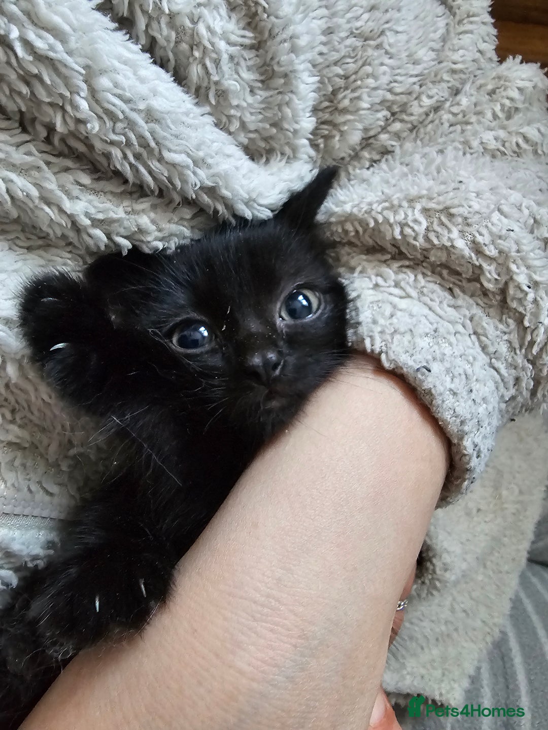 Mixed Breed cats for sale: 4 Gorgeous Bombay-Heritage Kittens- Litter Trained - Advert 16