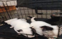 Mixed Breed dogs for sale: Pomeranian cross puppies ready now - Image 7