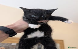 Mixed Breed cats for sale: 7 kittens ready for their forever home - Image 9