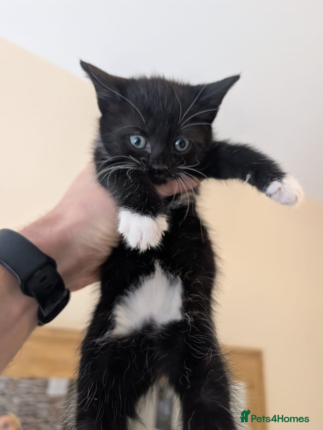 Mixed Breed cats for sale: 7 kittens ready for their forever home - Image 9