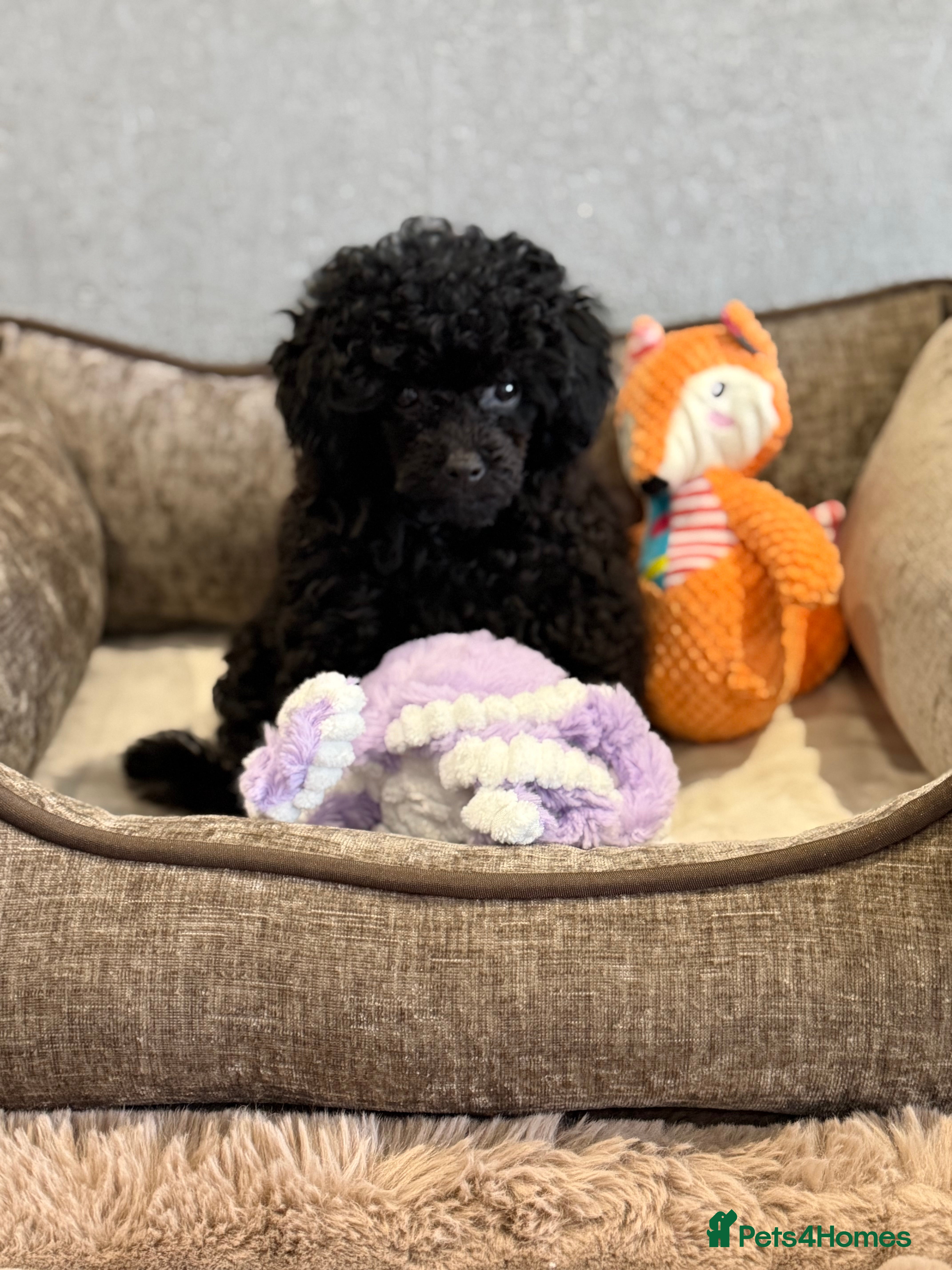 Toy Poodle dogs Stunning KC Registered Small Toy Poodle - Advert 4
