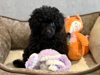 Toy Poodle dogs Stunning KC Registered Small Toy Poodle - Advert 4