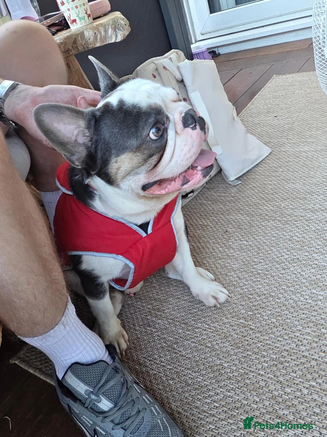 French Bulldog dogs for sale: Milo! in Leicester - Advert 1
