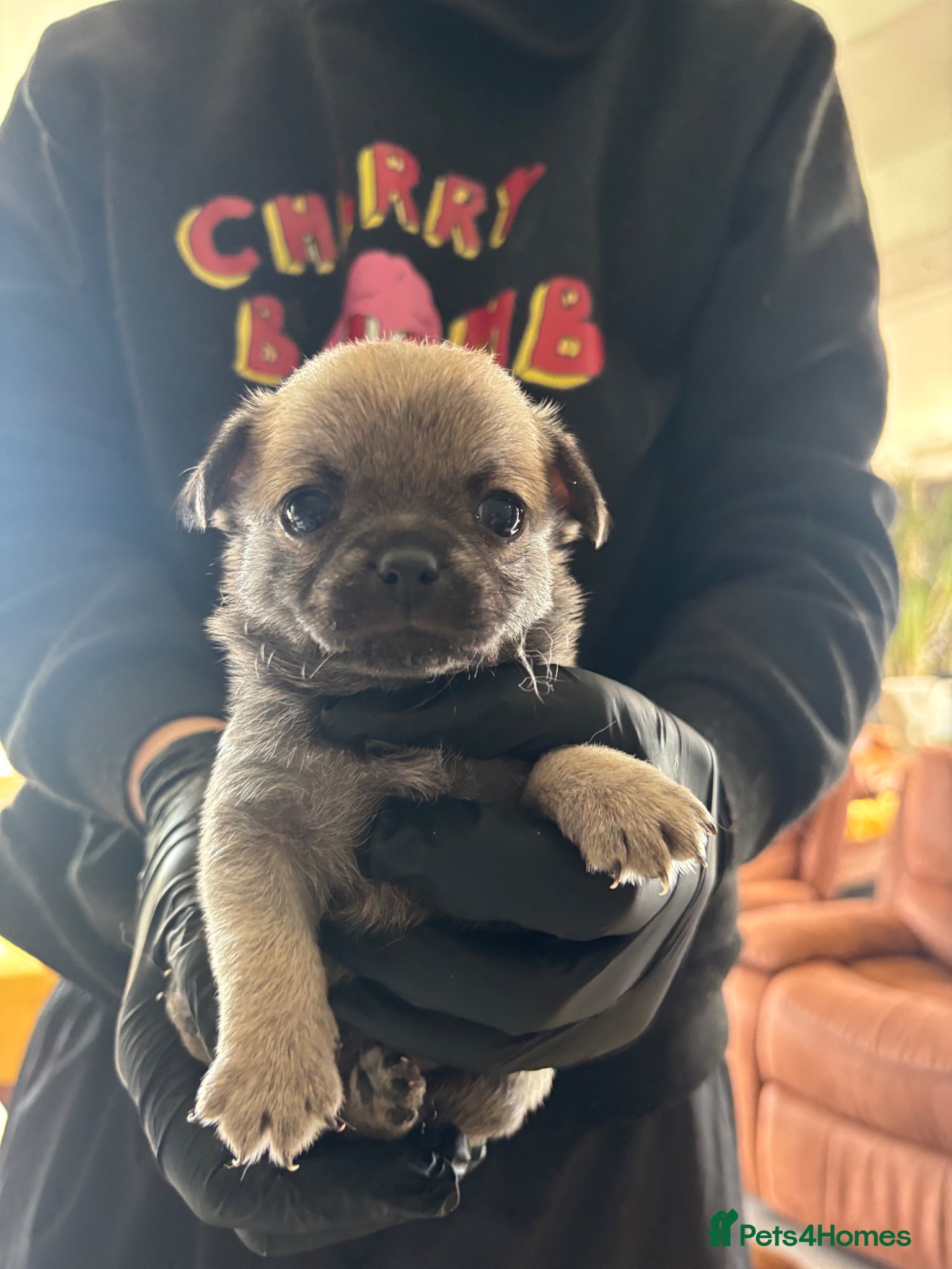Chihuahua dogs Pedigree Registered Chihuahua Puppies - Advert 3