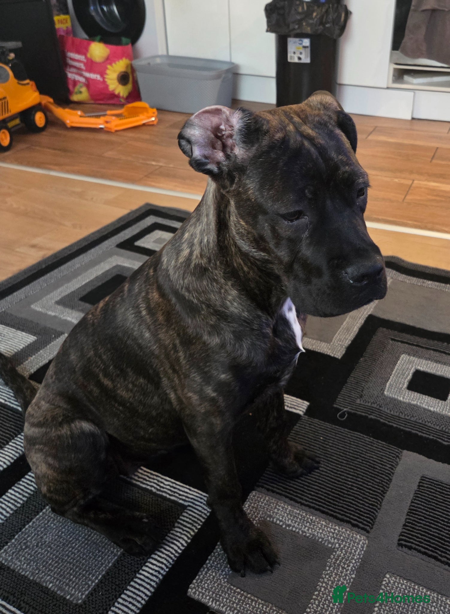 Cane Corso dogs Cane Corso Lola - Advert 1