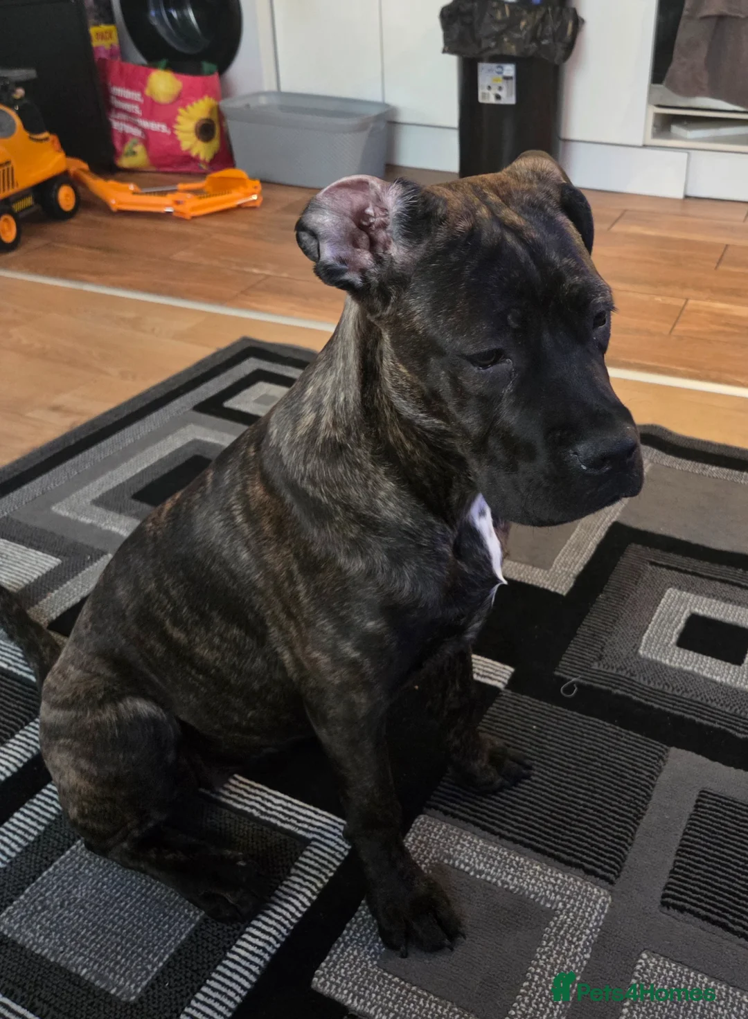 Cane Corso dogs for sale: Cane Corso Lola - Advert 1