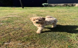 Maltipoo dogs for sale: Maltipoo - Image 6