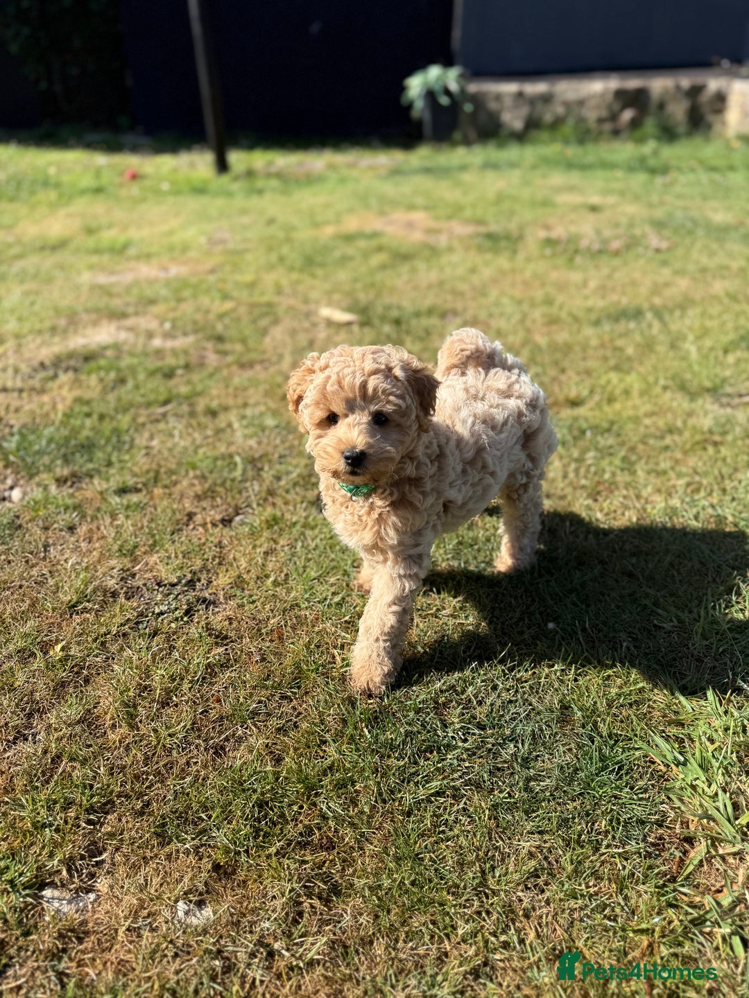 Maltipoo dogs for sale: Maltipoo - Image 6