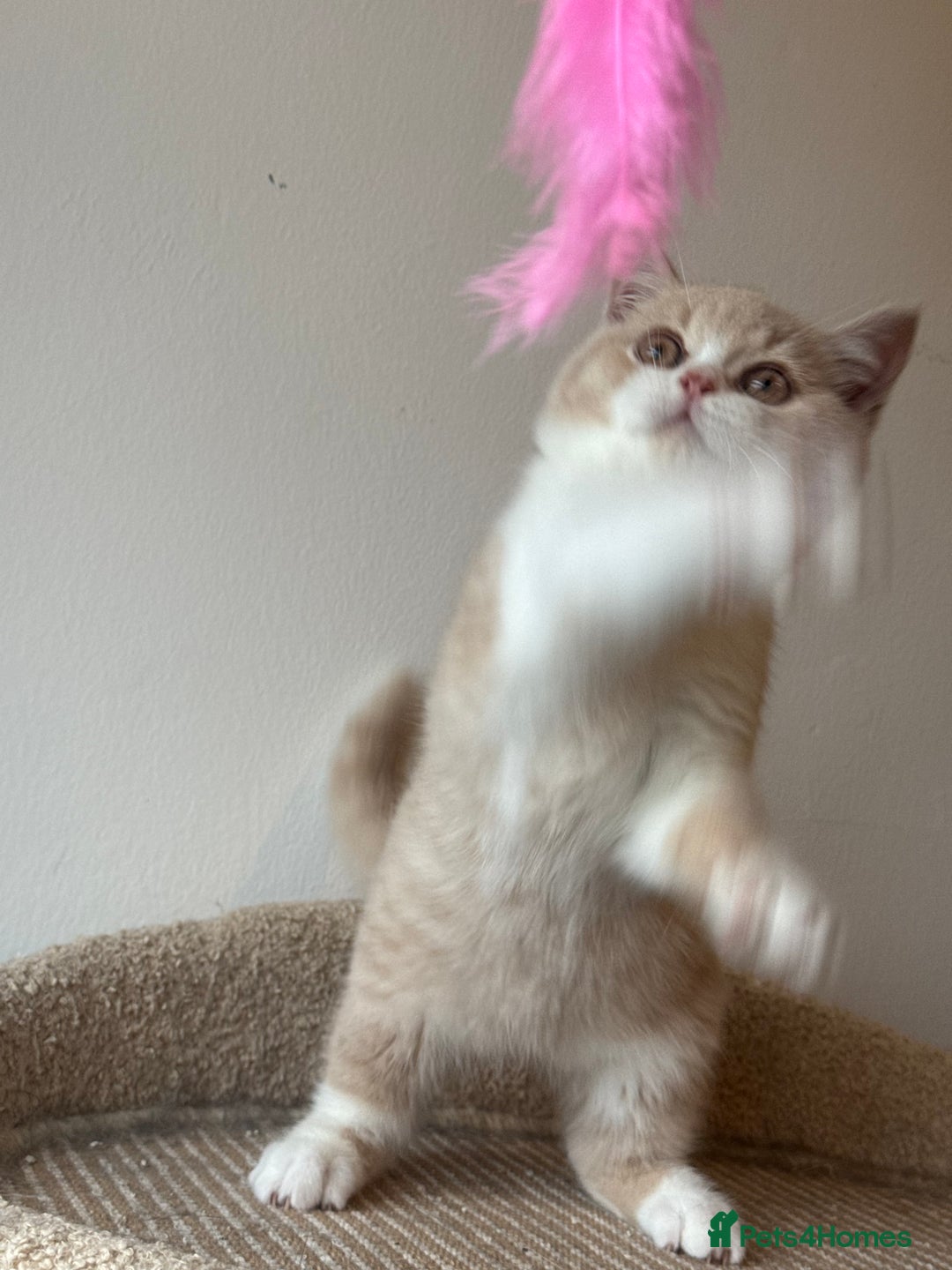 British Shorthair cats for sale: ChampionLine🏆🏆🏆Bicolour British Shorthair💙💙💖 - Advert 14