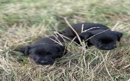 Labrador Retriever dogs for sale: Beautiful Black Labrador puppies in Cheltenham - Image 16