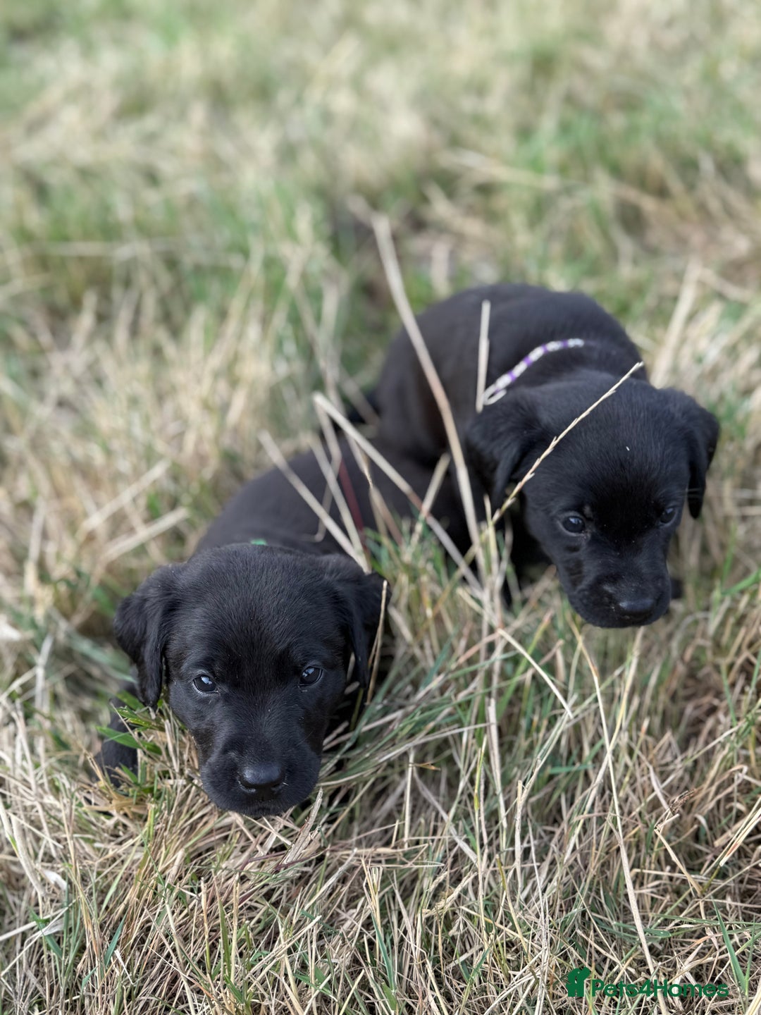 Labrador Retriever dogs for sale: Beautiful Black Labrador puppies in Cheltenham - Image 16