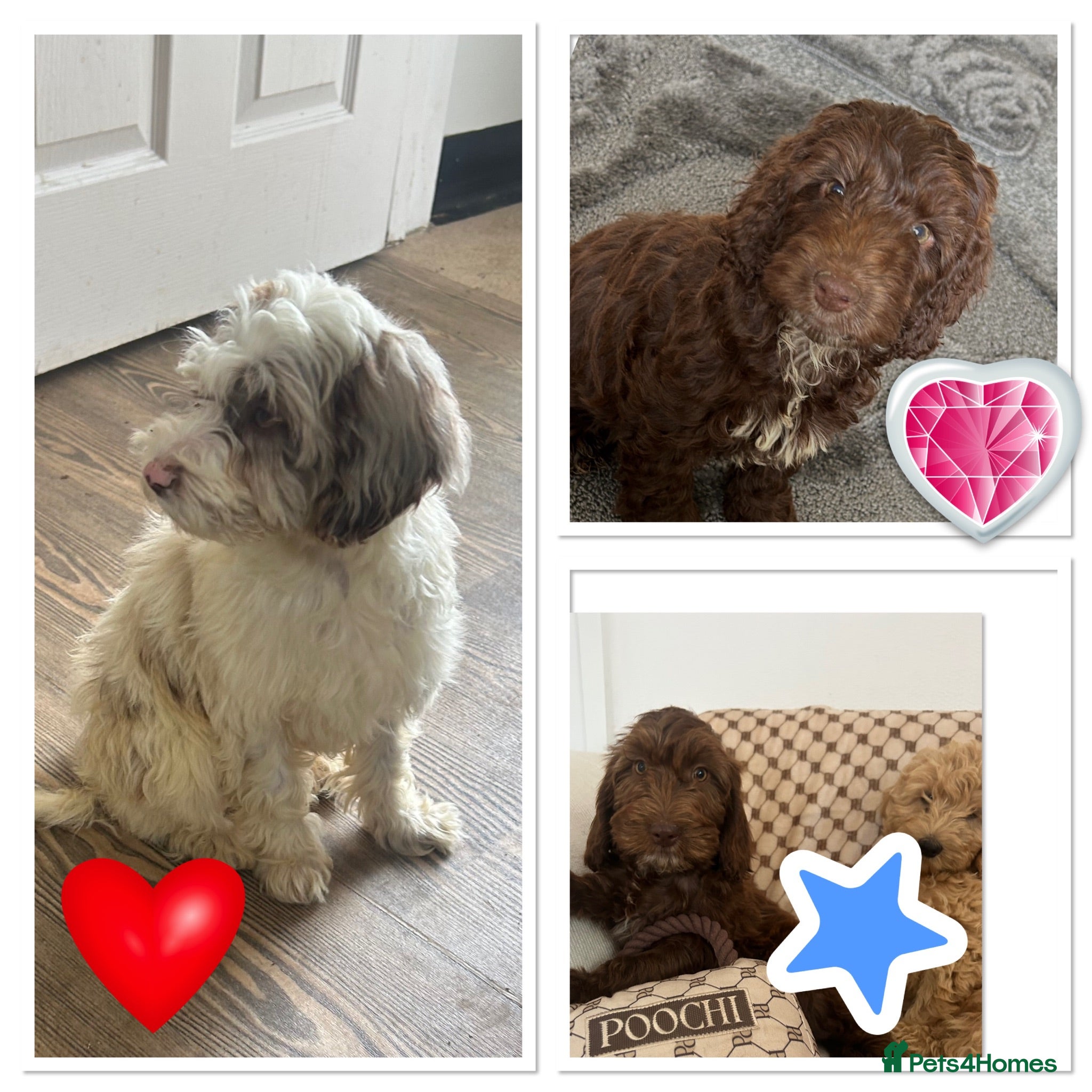 Cockapoo dogs Reduced ❗️❗️❗️Tiny toy cockapoo - Advert 11