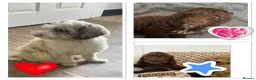 Cockapoo dogs for sale: Reduced ❗️❗️❗️Tiny toy cockapoo - Advert 3