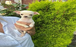 Chihuahua dogs for sale: Chihuahua puppies smooth coat - Image 9