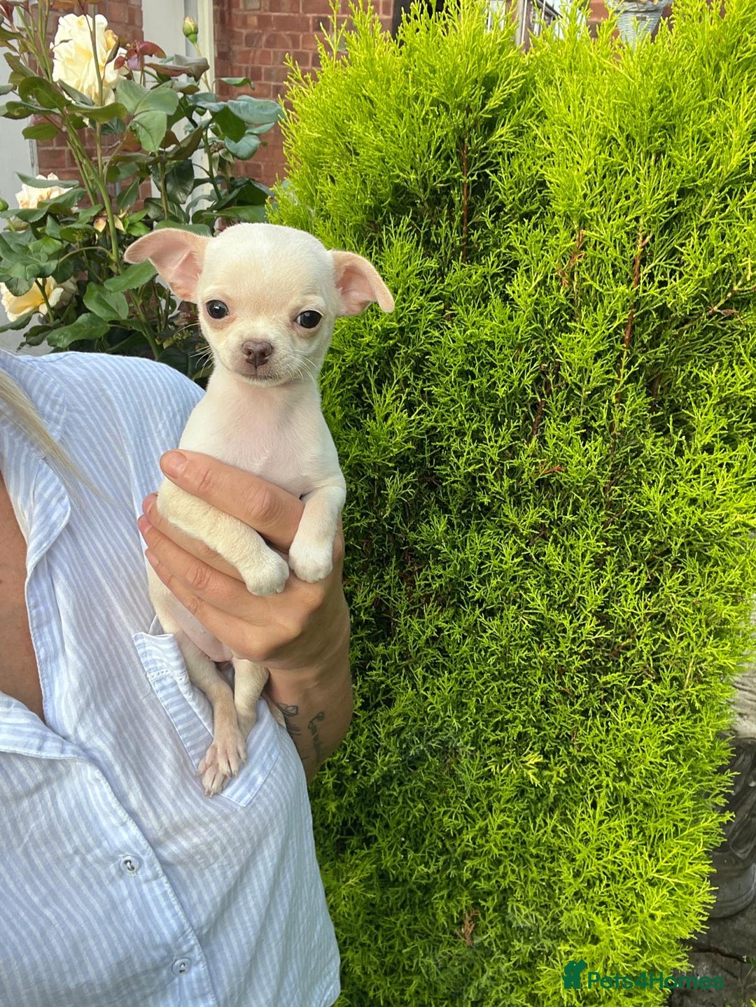 Chihuahua dogs for sale: Chihuahua puppies smooth coat - Image 9