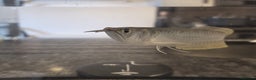 Other/Mixed Breed fish for sale: SLIVER AROWANA - Advert 3