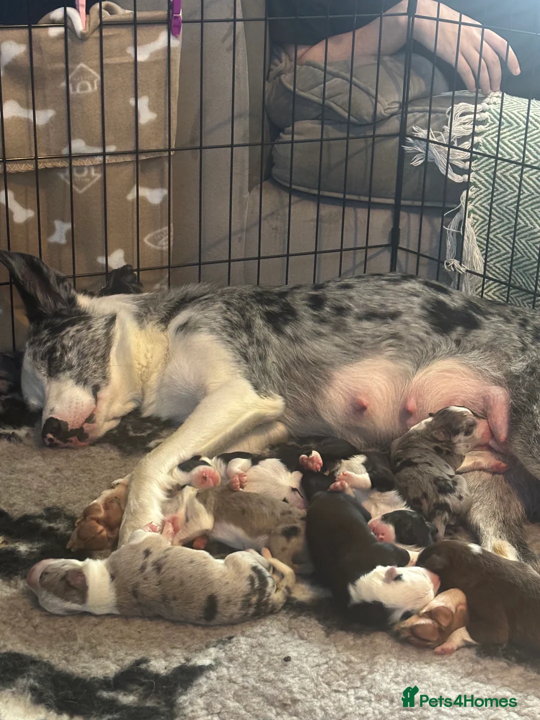 Border Collie dogs for sale: Border collie pups  - Advert 1