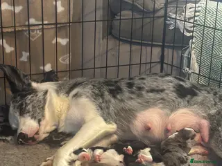 Border Collie dogs Border collie pups - Advert 1