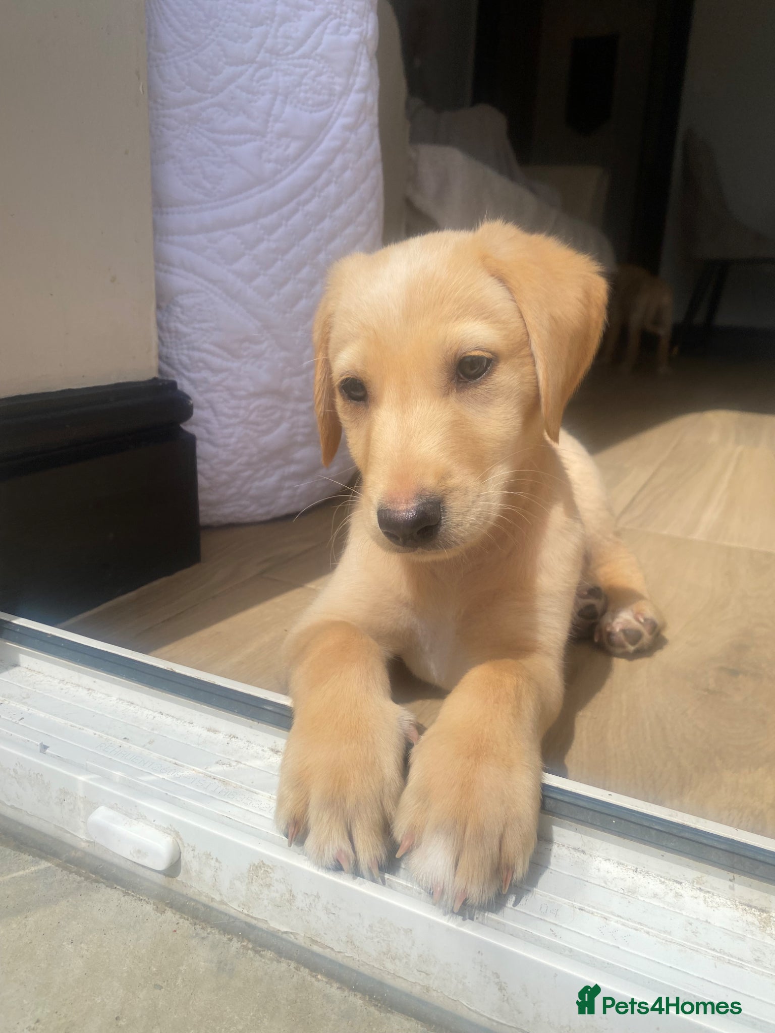 Mixed Breed dogs ⭐️Ready to leave for their forever homes⭐️ - Advert 18