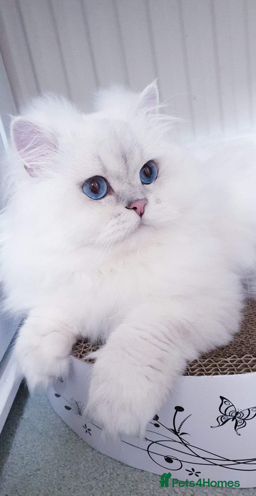 Scottish Fold cats for sale: Scottish Straight/British longhair  - Advert 3