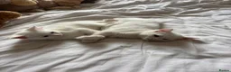 RagaMuffin cats for sale: Raggamuffin x kitten  - Advert 10