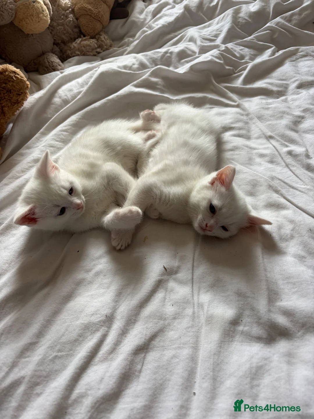 RagaMuffin cats for sale: Raggamuffin x kitten  - Advert 10