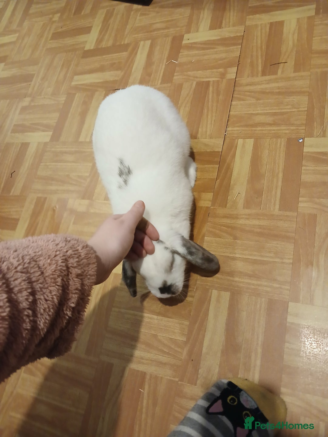 Mini Lop rabbits for sale: Malibu to a good home  - Advert 3