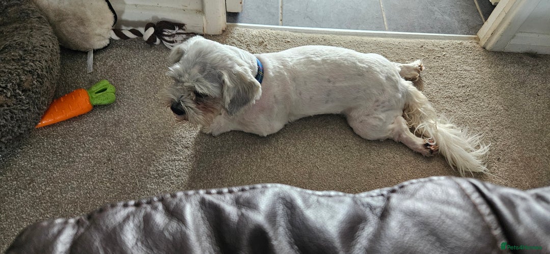 Mixed Breed dogs for adoption: Tiny Toby in Northampton - Image 9