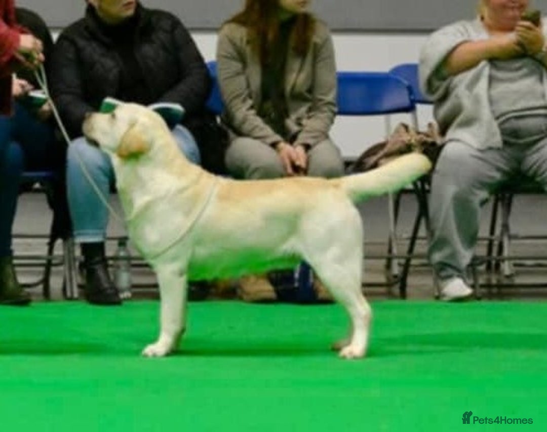 Labrador Retriever dogs for sale: Georgous Yellow Labrador Puppies - Image 9